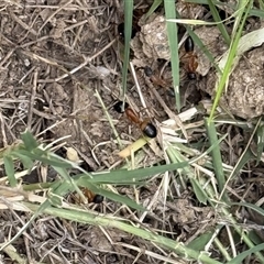 Camponotus consobrinus (Banded sugar ant) at Lyons, ACT - Today by ran452