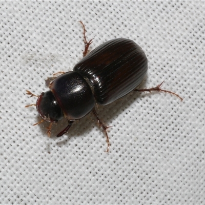 Acrossidius tasmaniae at Freshwater Creek, VIC - 28 Feb 2025 by WendyEM