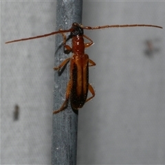 Atesta dorsalis (Longhorn or longicorn beetle) at Freshwater Creek, VIC - 28 Feb 2025 by WendyEM