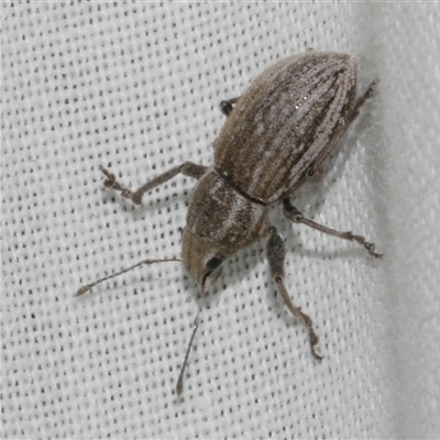 Naupactus leucoloma at Freshwater Creek, VIC - 28 Feb 2025 by WendyEM