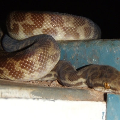 Antaresia stimsoni at Dampier Peninsula, WA - 24 Oct 2009 by AndyRoo