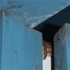 Antaresia childreni at suppressed - 24 Oct 2009 07:05 PM