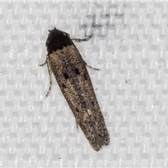 Gisilia thoracista (Cosmopterigidae, Chrysopeleiinae) at Melba, ACT - 5 Mar 2025 by kasiaaus