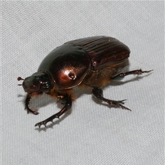 Unidentified Scarab beetle (Scarabaeidae) at Freshwater Creek, VIC - 28 Feb 2025 by WendyEM