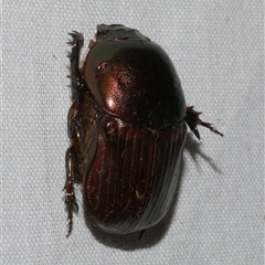 Onitis aygulus at Freshwater Creek, VIC - 28 Feb 2025 08:50 PM