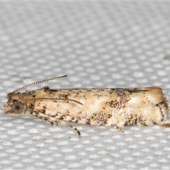 Isochorista chaodes (A Tortricid moth (Tortricinae)) at Melba, ACT - 5 Mar 2025 by kasiaaus