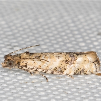 Isochorista chaodes (A Tortricid moth (Tortricinae)) at Melba, ACT - 5 Mar 2025 by kasiaaus