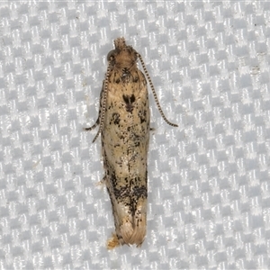 Isochorista chaodes at Melba, ACT - 5 Mar 2025 12:48 AM