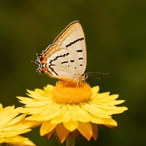 Jalmenus evagoras (Imperial Hairstreak) at Acton, ACT - 22 Feb 2025 by WendyS7