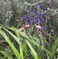 Dianella tasmanica (Tasman Flax Lily) at Tharwa, ACT - 7 Mar 2025 by AdamHenderson