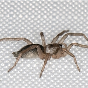 Gnaphosidae (family) at Melba, ACT - 5 Mar 2025 12:49 AM