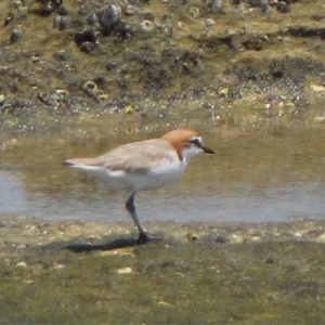 Anarhynchus ruficapillus (Red-capped Plover) at Dampier Peninsula, WA - 25 Oct 2009 by AndyRoo