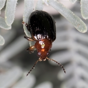 Unidentified Beetle (Coleoptera) at Melba, ACT - 5 Mar 2025 by kasiaaus