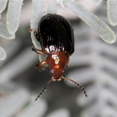 Unidentified Beetle (Coleoptera) at Melba, ACT - 5 Mar 2025 by kasiaaus