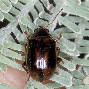 Unidentified Beetle (Coleoptera) at Melba, ACT - 5 Mar 2025 by kasiaaus