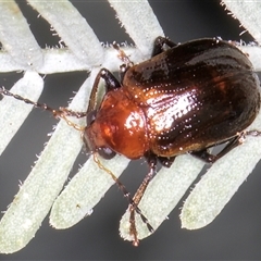 Unidentified Beetle (Coleoptera) at Melba, ACT - 5 Mar 2025 by kasiaaus