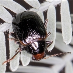 Unidentified Beetle (Coleoptera) at Melba, ACT - 5 Mar 2025 by kasiaaus