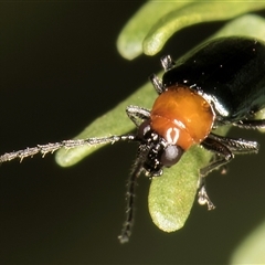 Adoxia benallae (Leaf beetle) at Melba, ACT - 5 Mar 2025 by kasiaaus