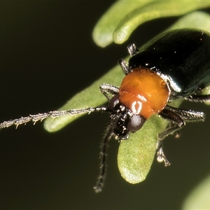 Adoxia benallae at Melba, ACT - 5 Mar 2025 10:26 AM