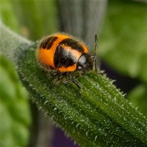 Pentatomidae (family) at Weston, ACT - 5 Mar 2025 12:38 PM