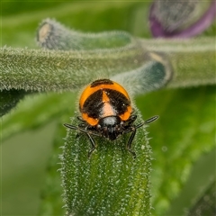 Pentatomidae (family) at Weston, ACT - 5 Mar 2025 12:38 PM