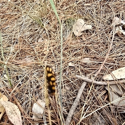 Asura lydia (Lydia Lichen Moth) at Isaacs, ACT - 7 Mar 2025 by Mike