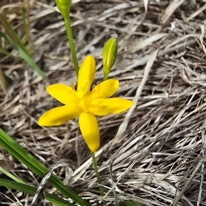 Hypoxis hygrometrica var. villosisepala at Isaacs, ACT - 7 Mar 2025 03:13 PM