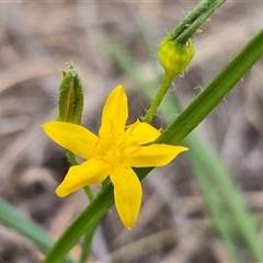 Hypoxis hygrometrica var. villosisepala at Isaacs, ACT - 7 Mar 2025 03:13 PM