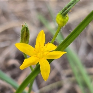 Hypoxis hygrometrica var. villosisepala at Isaacs, ACT - 7 Mar 2025 03:13 PM