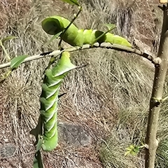 Psilogramma casuarinae (Privet Hawk Moth) at Isaacs, ACT - 7 Mar 2025 by Mike