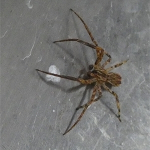 Miturgidae (family) at Borough, NSW - suppressed