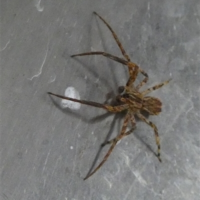 Miturgidae (family) (False wolf spider) at Borough, NSW by Paul4K