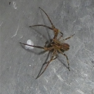 Miturgidae (family) at Borough, NSW - suppressed