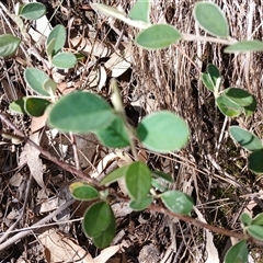 Cotoneaster sp. at Cooma, NSW - Today by mahargiani