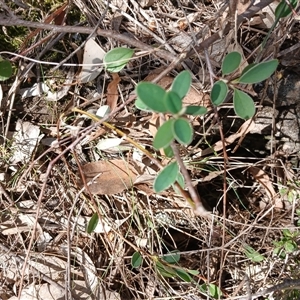 Cotoneaster pannosus at Cooma, NSW - 7 Mar 2025 03:04 PM