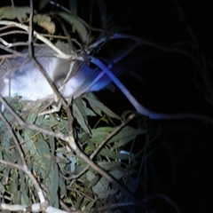 Pseudocheirus peregrinus (Common Ringtail Possum) at Borough, NSW by Paul4K