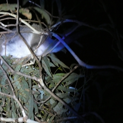 Pseudocheirus peregrinus (Common Ringtail Possum) at Borough, NSW by Paul4K