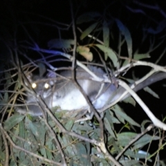 Pseudocheirus peregrinus at Borough, NSW - suppressed