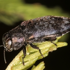 Diphucrania sp. (genus) (Jewel Beetle) at Belconnen, ACT - 5 Mar 2025 by kasiaaus