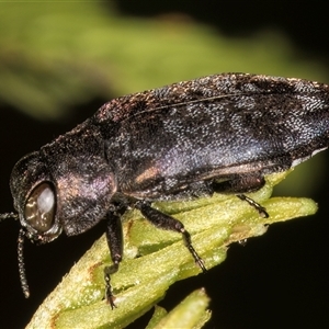 Diphucrania sp. (genus) (Jewel Beetle) at Belconnen, ACT - 5 Mar 2025 by kasiaaus