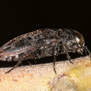 Diphucrania sp. (genus) at Belconnen, ACT - 5 Mar 2025 10:42 AM