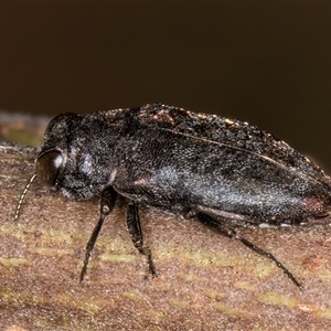 Diphucrania sp. (genus) at Belconnen, ACT - 5 Mar 2025 10:42 AM