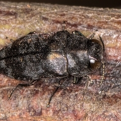 Diphucrania sp. (genus) at Belconnen, ACT - 5 Mar 2025 10:42 AM