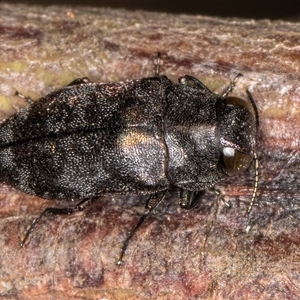 Diphucrania sp. (genus) at Belconnen, ACT - 5 Mar 2025 10:42 AM