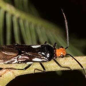 Trilaccus mimeticus (Braconid-mimic plant bug) at Belconnen, ACT - 5 Mar 2025 by kasiaaus