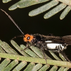 Trilaccus mimeticus at Belconnen, ACT - 5 Mar 2025 10:35 AM