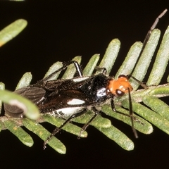 Trilaccus mimeticus at Belconnen, ACT - 5 Mar 2025 10:35 AM