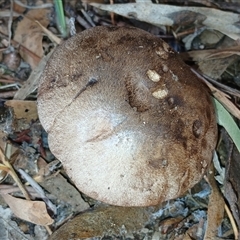 Boletus sp. at Cooma, NSW - 7 Mar 2025 by mahargiani