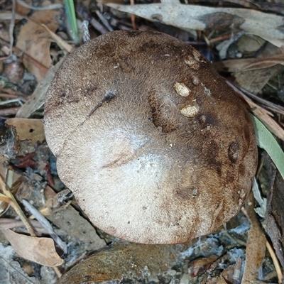 Boletus sp. at Cooma, NSW - Today by mahargiani