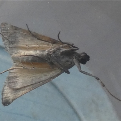 Astrapometis saburalis (A Pyralid moth (Epipaschiinae)) at Borough, NSW by Paul4K